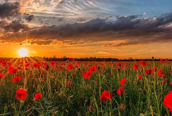 100 years since Battle of the Somme ended