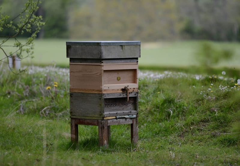 College a hive of activity as pupils get busy with bees